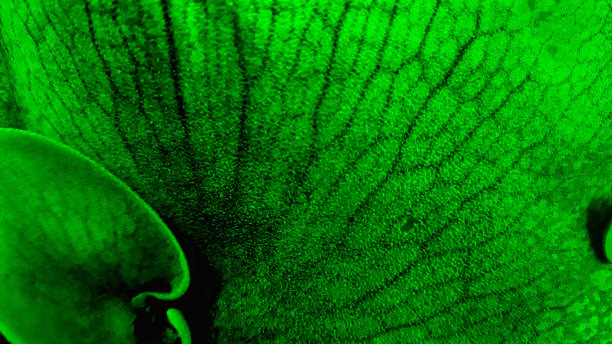 荧光叶细胞自然抽象背景纹理图片下载