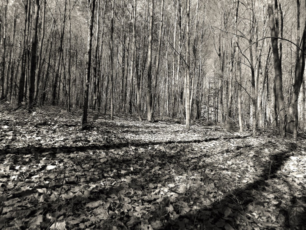 皇家免费照片-长戏剧性的阴影条纹森林地板-强大的黑白林地照片-挥之不去的B&W自然图像网站，迷人的背景或出版项目-光溜溜的树木在下午晚些时候图片下载