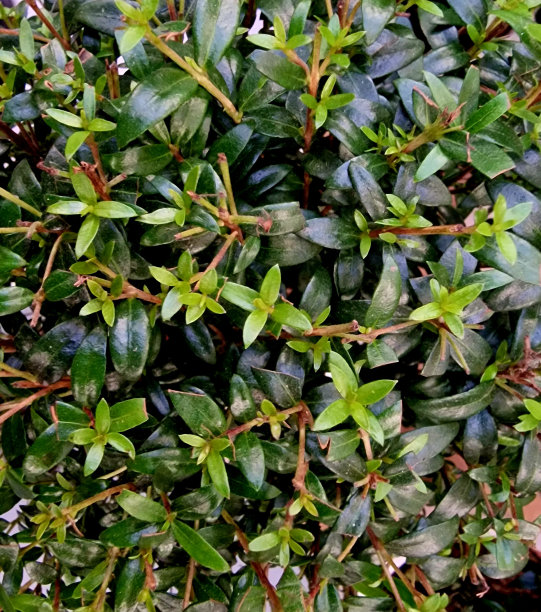 外来植物的绿叶作为艺术家的背景图片下载