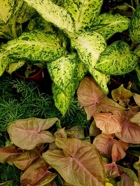 外来植物的绿叶作为艺术家的背景图片下载