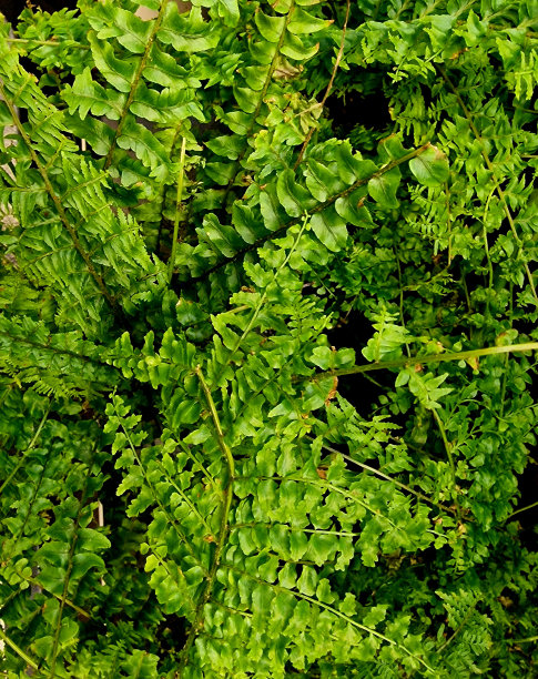 外来植物的绿叶作为艺术家的背景图片下载