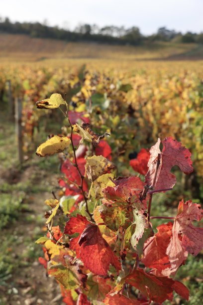 秋天的红叶图片下载