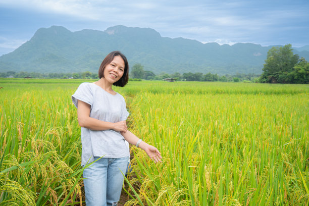 他是个游客，不是农民，站在田野中间。金色的稻穗，绿色的稻叶。背景是高山，多云的天空。图片下载