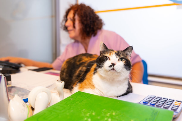 兽医诊所的主任坐在诊所的桌子旁，与电脑和一只漂亮的猫在一起图片下载