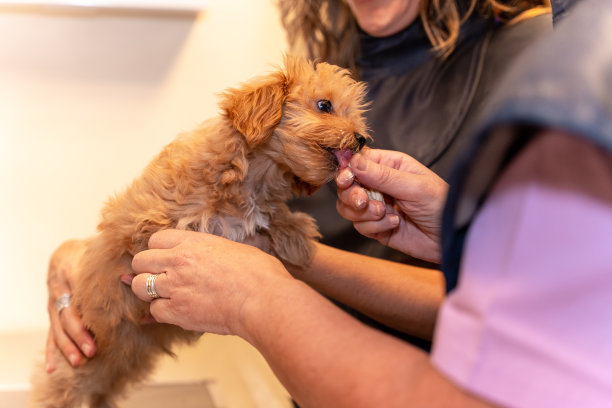 兽医诊所，兽医在x光后用奶酪奖励狗图片下载