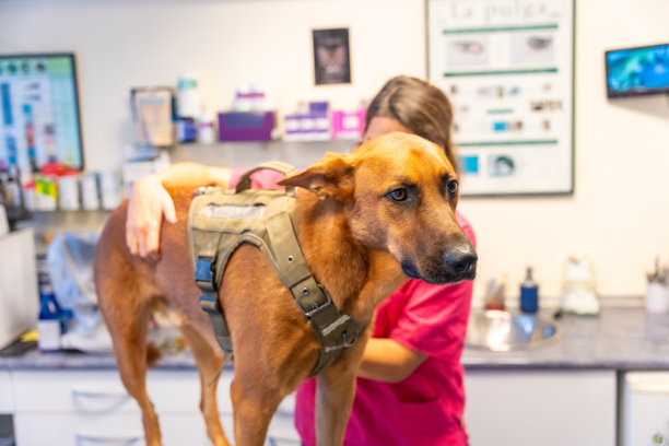 兽医诊所，一名兽医妇女在日常控制中分析一只狗图片下载