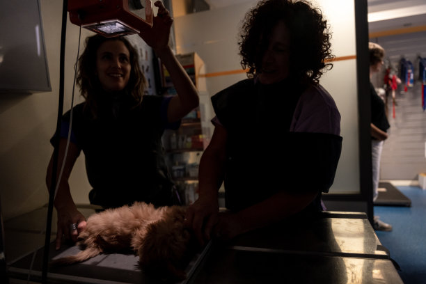 兽医诊所，兽医在关着灯的工作台上给狗做x光检查图片下载