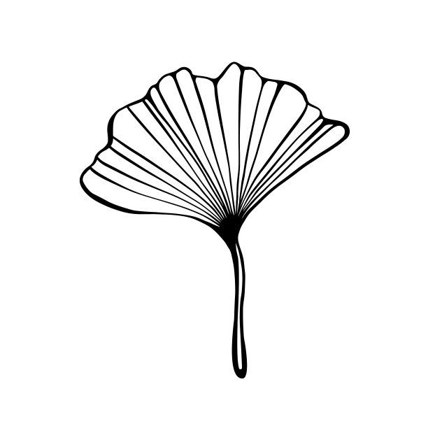 银杏叶作为设计元素。图片下载