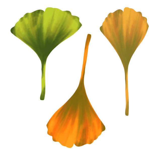 搭配银杏叶。图片下载