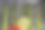 绿芦笋茎和柠檬一起炒。食物配方背景。近距离图片下载