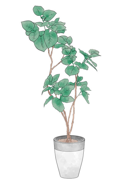 大型室内植物插图图片下载