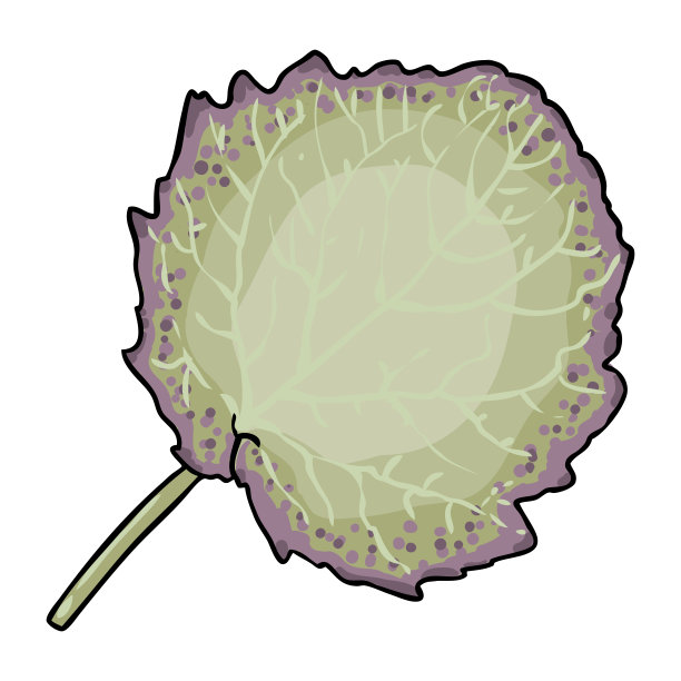 城市园林植物紫薇或银宝石的叶子。盛开时有薰衣草花。原产于北美的叶子植物。向量。图片下载