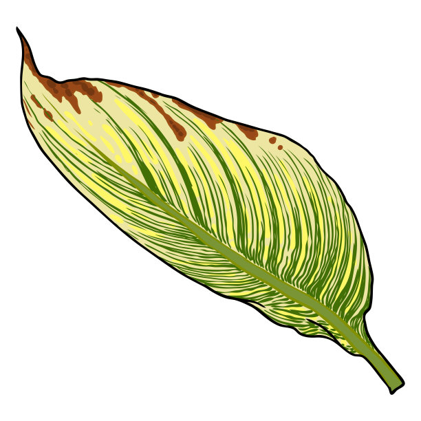 美人蕉的叶子。带有条纹线条的奇异丛林家养房屋或城市植物。向量。图片下载