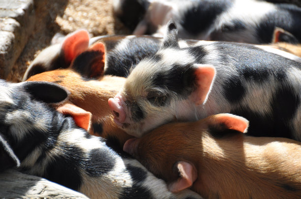 小猪在阳光明媚的日子里拥抱图片下载