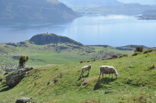 山上的羊群俯瞰着连绵的山丘和湖泊图片下载