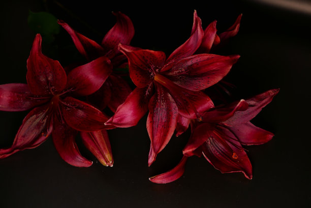 黑虎百合图片下载