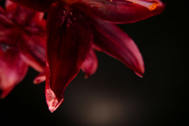 黑虎百合图片下载