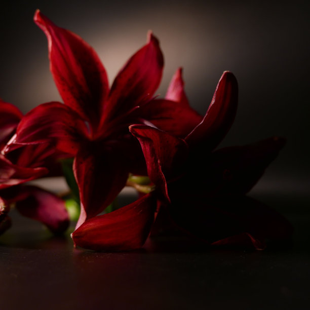 黑虎百合图片下载