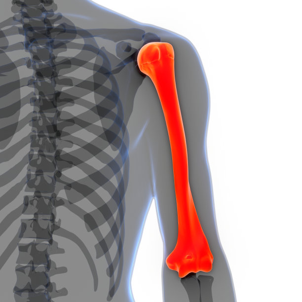 人体骨骼系统肱骨关节解剖学图片下载