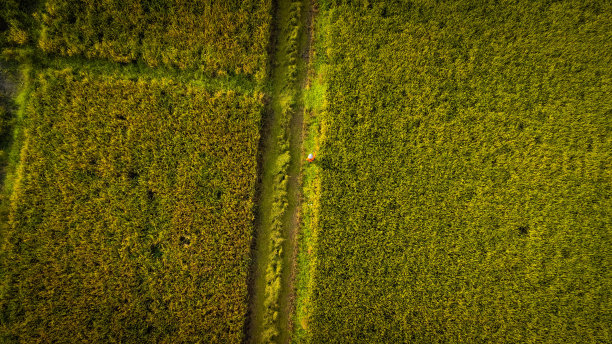 泰国收割水稻前的金色稻田。在收获季节，无人机飞过稻田，泰国农民在一个农业村庄的生活方式。图片下载