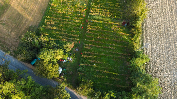 农民英勇地在意大利阿夸托城堡山上的葡萄酒农场收割葡萄图片下载