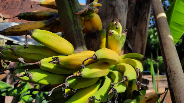 近景，一棵老香蕉树上黄绿色的香蕉果实。高质量照片09图片下载