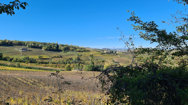 秋天的葡萄园图片下载