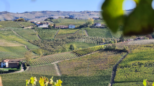 秋天的葡萄园图片下载