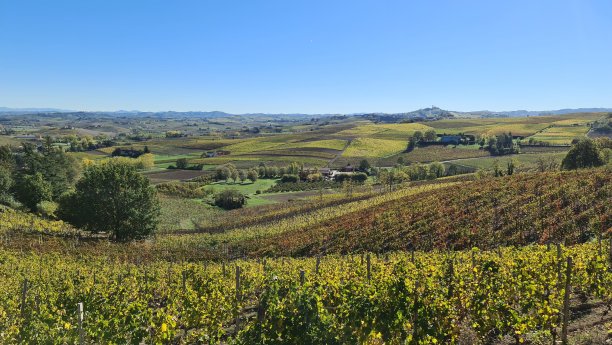 秋天的葡萄园图片下载