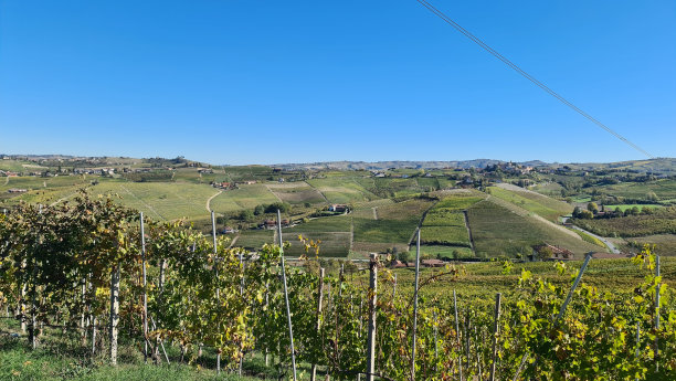 秋天的葡萄园图片下载