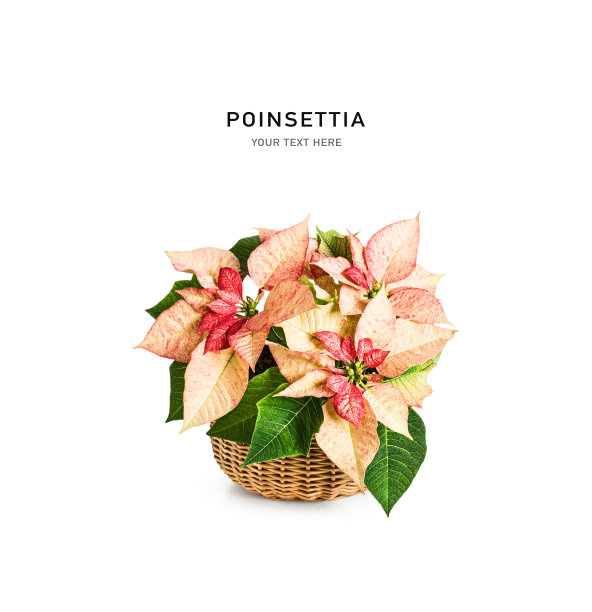 一品红圣诞星花在篮子里图片下载