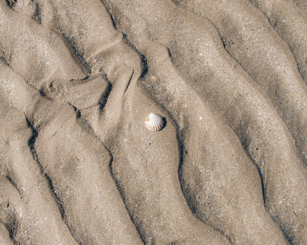 爱尔兰巴尔布里根沙滩上的贝壳特写镜头图片下载