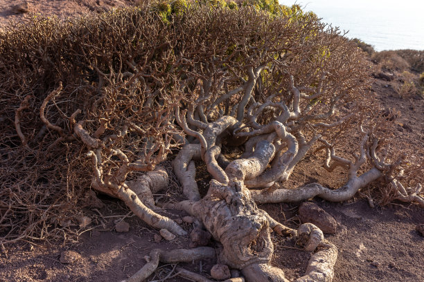 半沙漠中生长的树根的特写镜头图片下载