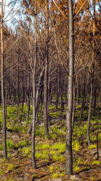 兰迪斯拉斯的松林被烧毁图片下载