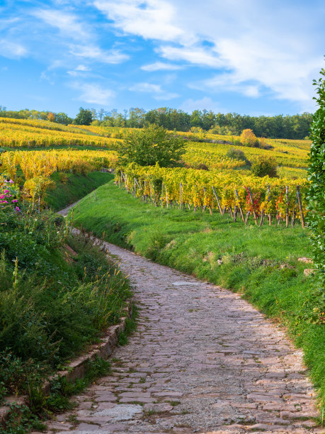 法国阿尔萨斯的葡萄酒之路图片下载