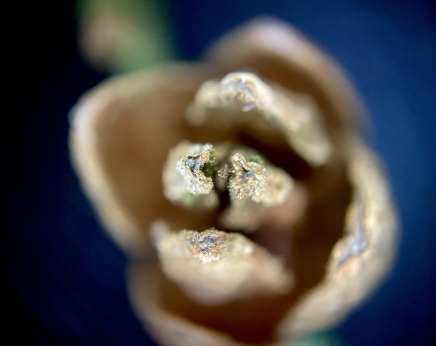 圣诞树上的圆锥体微距摄影图片下载