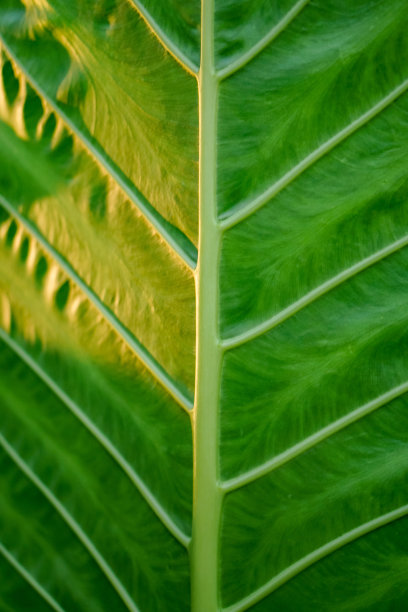芋头叶子图片下载