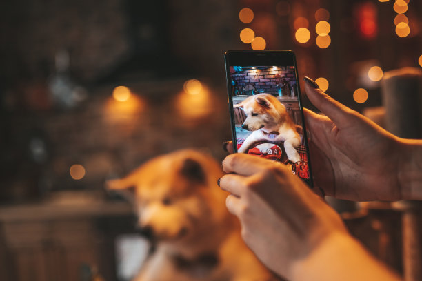 狗主人正在用手机拍摄快乐的宠物品种秋田犬系着蝴蝶结在圣诞装饰的小屋图片下载
