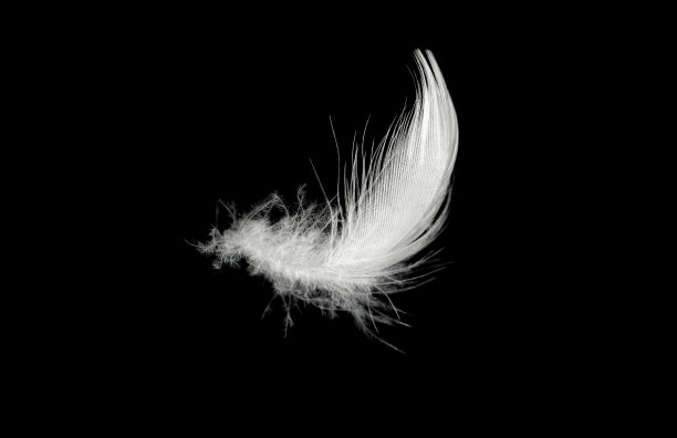 白色羽毛孤立在黑色背景上图片下载