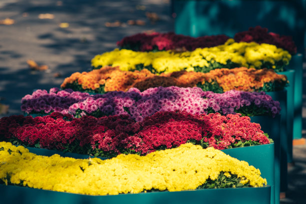 鲜艳的菊花为装饰秋花图片下载
