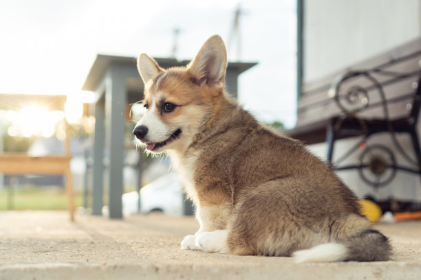 后视图可爱的毛茸茸的威尔士彭布罗克柯基小狗坐在混凝土地板附近的长凳上，在日落，露出舌头。图片下载