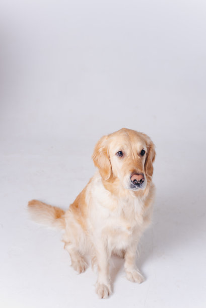 金毛猎犬。白底上的一只狗。工作室里的宠物照片图片下载