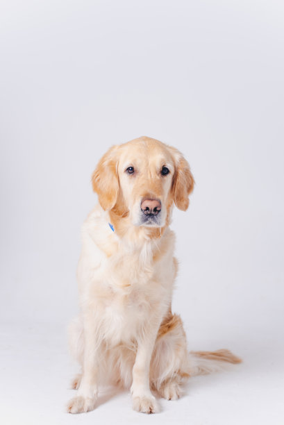 金毛猎犬。白底上的一只狗。工作室里的宠物照片图片下载