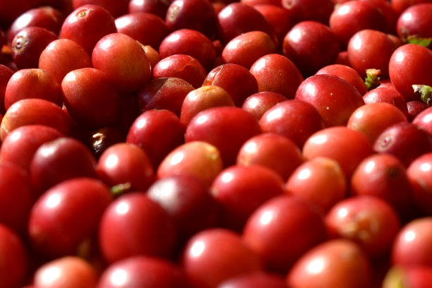 泰国乡村有机咖啡种植园收获的新鲜红樱桃咖啡豆。图片下载