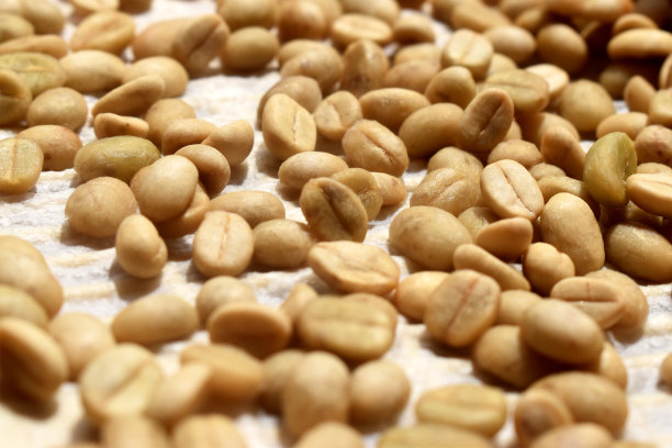 以贝壳豆为背景的有机阿拉比卡咖啡豆。种子加工和干燥。图片下载