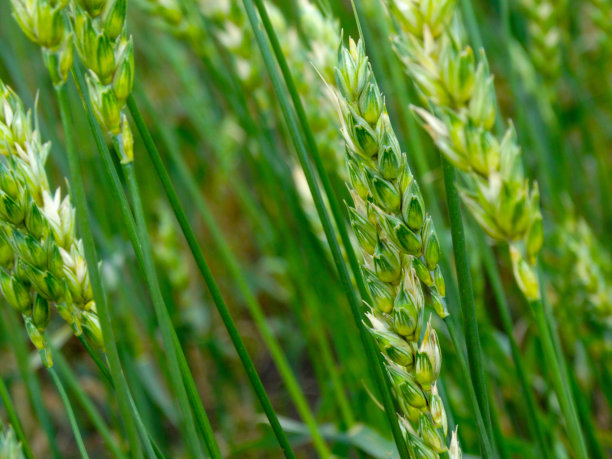 农业，麦苗的绿色田野，鸟瞰图，春田冬小麦的新芽。图片下载
