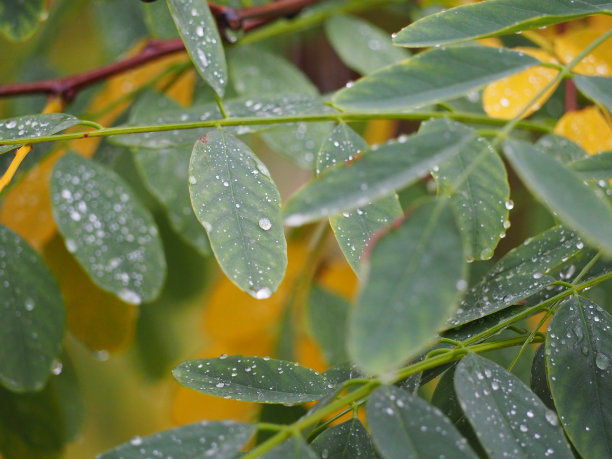 冬天的早晨，绿色的植物上有水滴。冬天的概念。图片下载