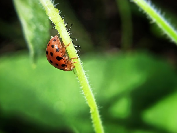 一只瓢虫在树枝上行走图片下载