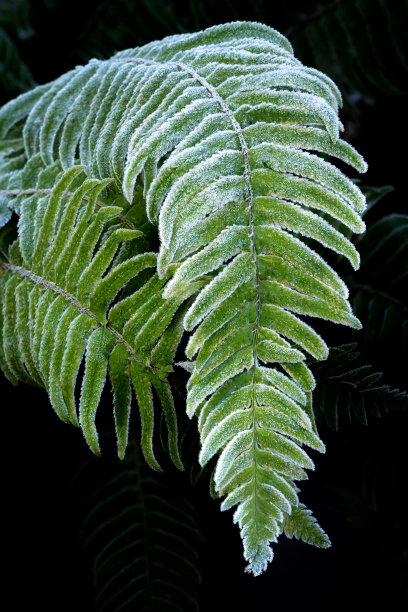 加拿大卑诗省维多利亚，高兰·托德省立公园附近的霜蕨图片下载