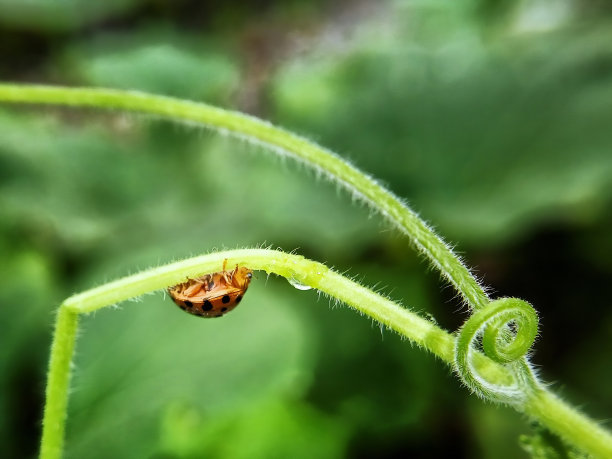 一只瓢虫在树枝上行走图片下载